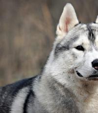 Alaskan Malamute - dog photo, price, breed description, character, video