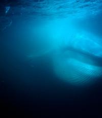 The blue whale (blue whale) is the largest animal on earth