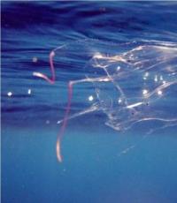 Why jellyfish and hydra do not live in rivers Do people eat jellyfish