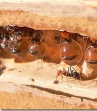 Honey ants - live caramels
