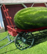 How to choose a ripe and sweet watermelon - ways to determine by sound, dry tail and stripe color Ripe watermelon light or heavy