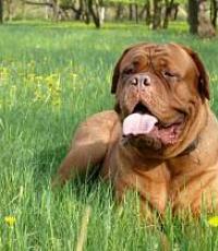 Dogue de Bordeaux: photos, characteristics and breed standards, reviews from owners Bordeaux Terrier