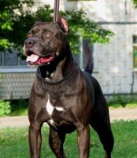 Pit Bull - photo, description and character of the American Pit Bull Terrier